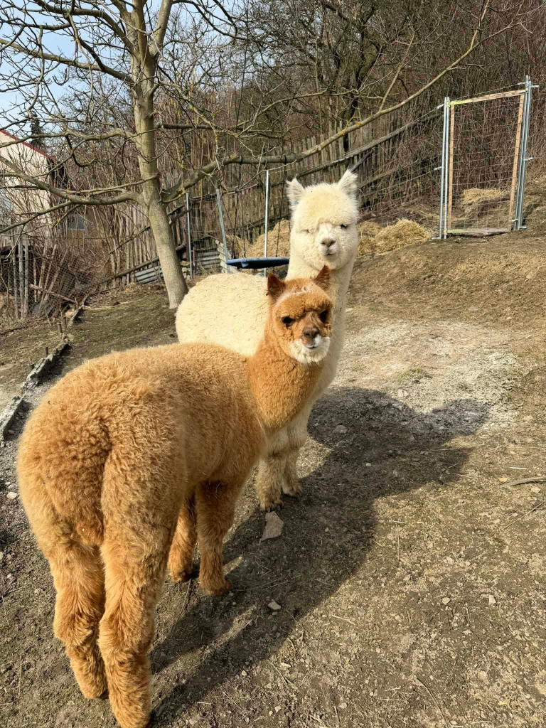 471970d4-674c-4c1a-941d-9066765d21c2.jpeg
